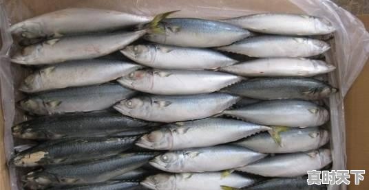 19、青岛鲍和福建鲍哪个好,福建鲍鱼今日价格 - 真时天下
