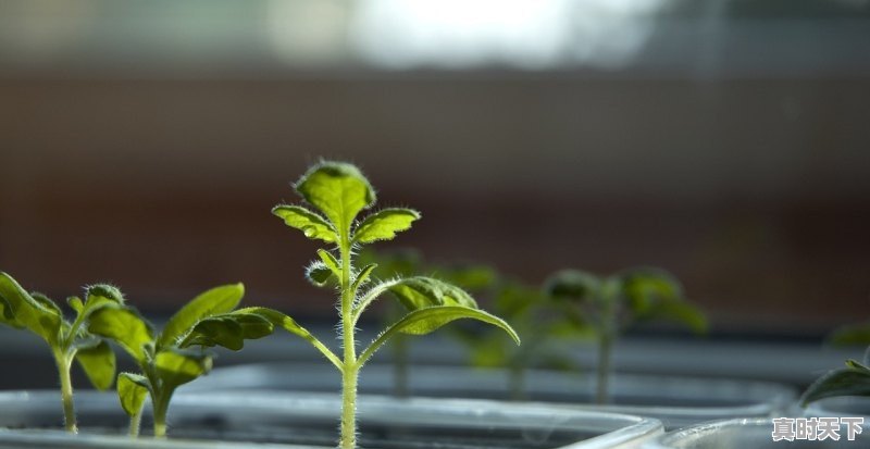 荠菜种子那里有售，荠莱价格今日价格最新行情 - 真时天下