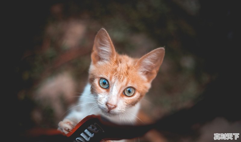 一个关于猫的日漫催泪,催泪动漫推荐日漫高分电影排行榜最新 - 真时天下