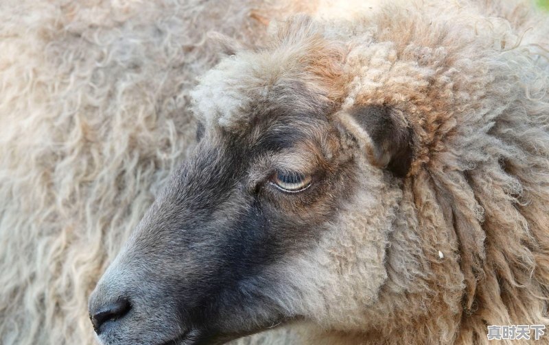 1、羊头羊杂批发市场_唐山绵羊种苗今日价格 - 真时天下