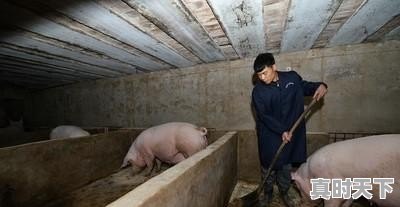 在农村饲养母猪能致富吗，今日通辽仔猪的价格 - 真时天下