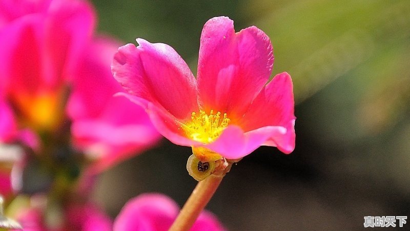 冷门好听的花名,冷门游戏热门游戏有哪些名字好听点女生 - 真时天下