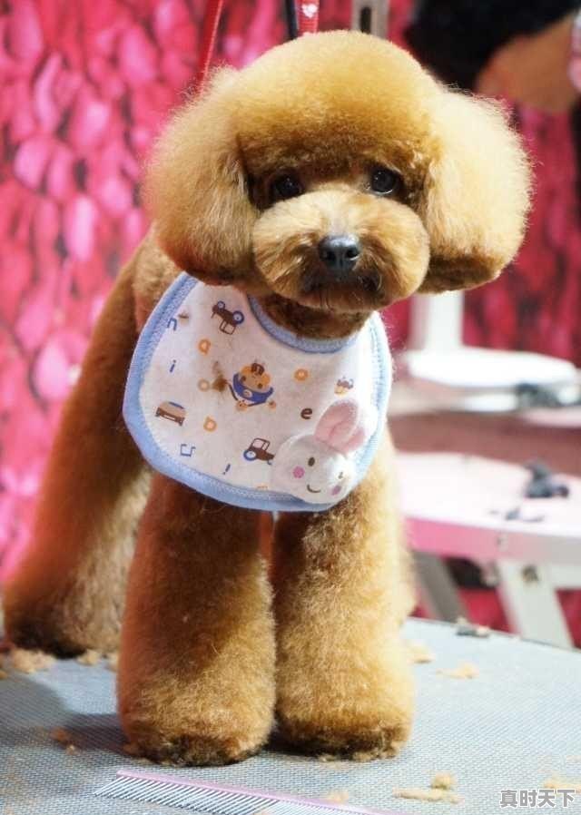 3、曹妃甸赶海8月份最佳去处_怎样带着宠物去旅行 - 真时天下