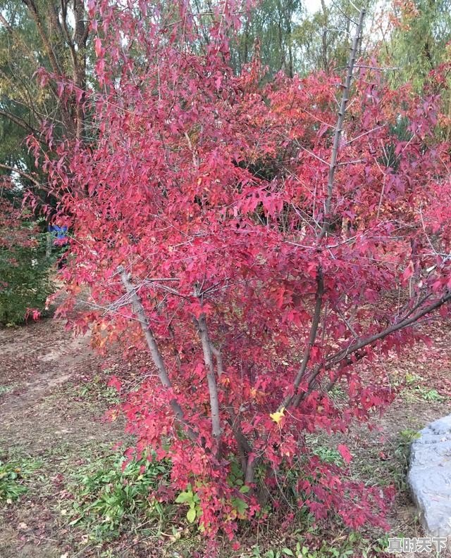 11月份去北京适合穿什么衣服_苹果笔记本天气显示北京怎么修改 - 真时天下