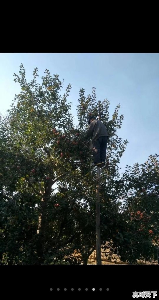 临猗嵋阳镇今年鲁丽苹果收购价_哪个季节的苹果最贵 - 真时天下