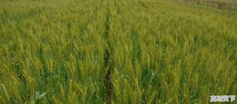 1、比亚迪汽车有股票吗,比亚迪股票查询行情 - 真时天下