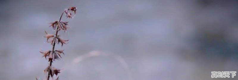 1、北影节张颂文获奖了吗,北京电影节颁奖顺序怎么排列 - 真时天下