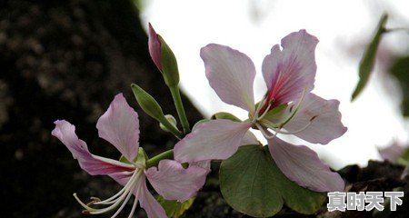 紫金花怎么养,河源市紫金县天气 - 真时天下