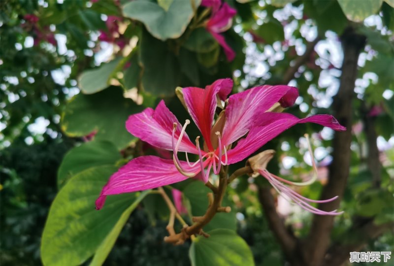 紫金花怎么养,河源市紫金县天气 - 真时天下