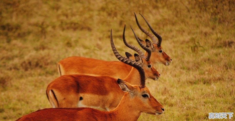 什么是净资产收益率 - 真时天下