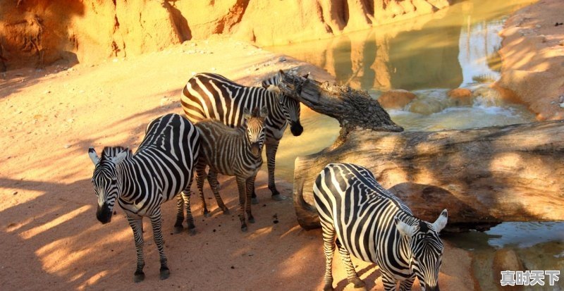 有什么把人变成动物的电影吗 - 真时天下