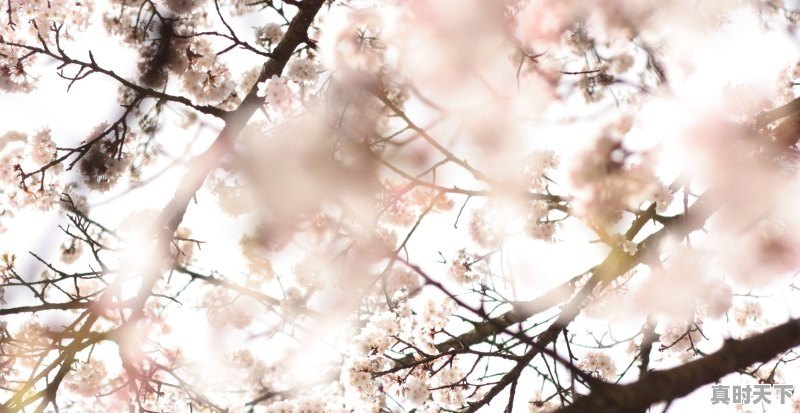 樱花动漫什么意思 - 真时天下