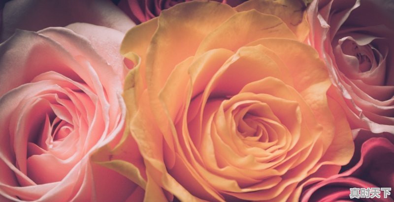 电影节怎么赚钱最快 - 真时天下