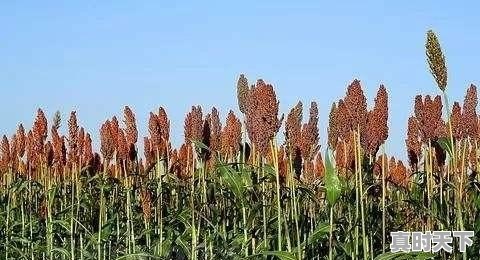 高粱也是一种粮食，为什么感觉种植的人很少 - 真时天下