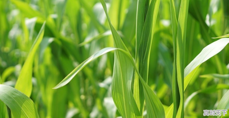 今日小麦价格山东诸城 - 真时天下