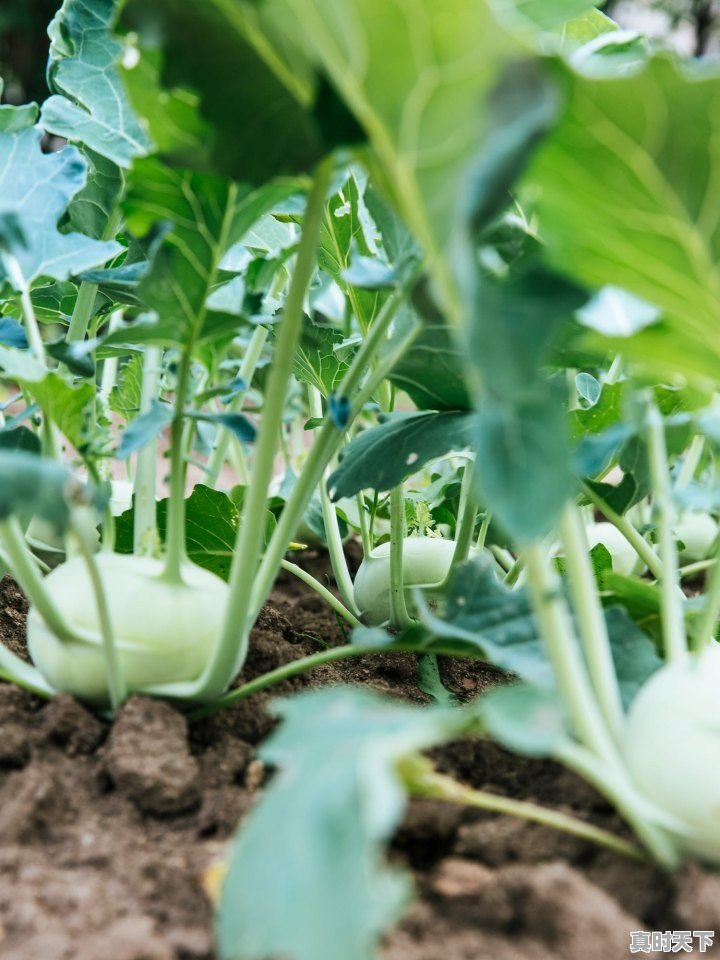 7月福建种植什么蔬菜最好 - 真时天下