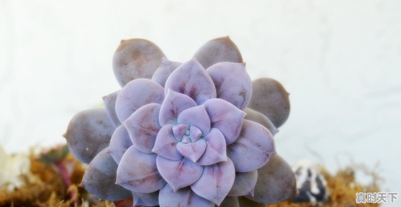 米东盆景花怎么养 - 真时天下