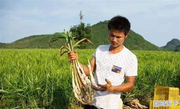 我想大规模种地！请问哪里的土地便宜适合种粮食 - 真时天下