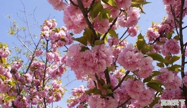 免费旅游景点,上海哪些旅游景点免费 - 真时天下