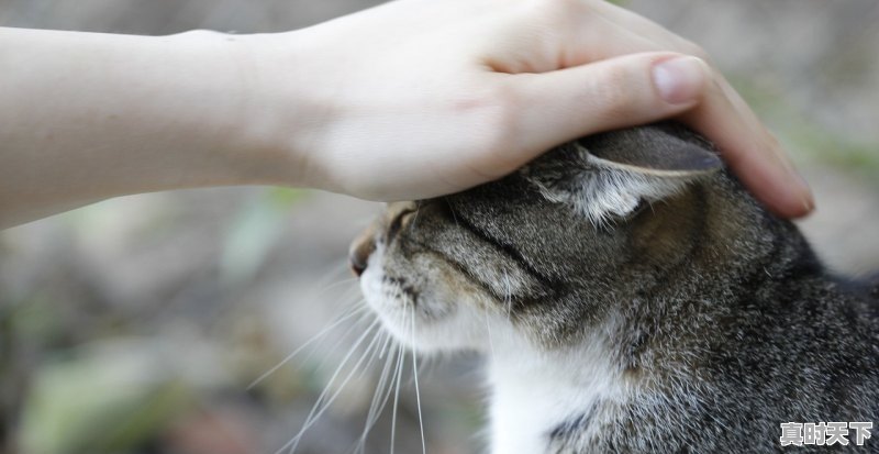 小猫吃了面包拉稀怎么办？猫咪吃面包拉肚子怎么办 - 真时天下