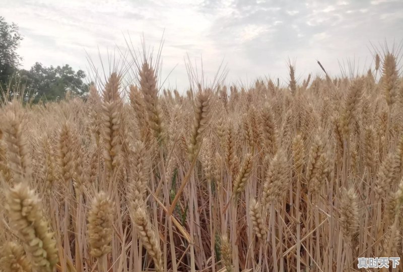 想问今年小麦价格多少，我家种小麦100亩，希望价格能好点，农民种地不容易，谢谢回答 - 真时天下