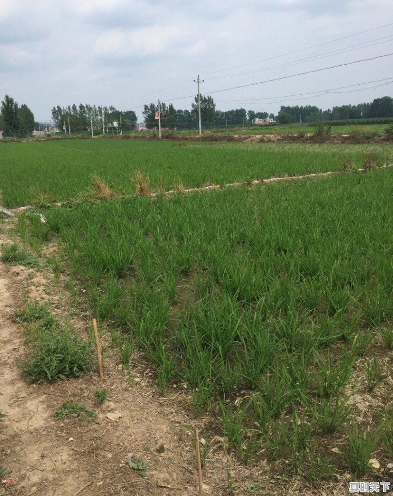 我弟想买一辆收割机割麦子，我也不清楚能不能赚钱，请问有没有懂这个的大佬帮忙分析下 - 真时天下