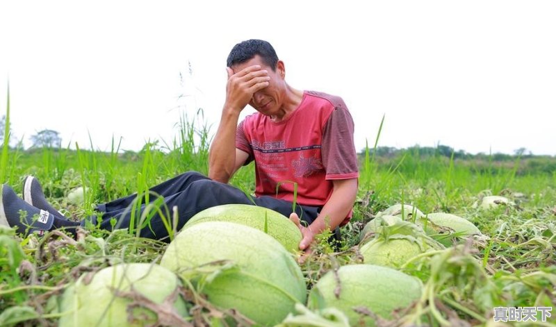 河南开封：西瓜价格继续下跌，一斤四毛无人要！价格下跌的原因是什么 - 真时天下