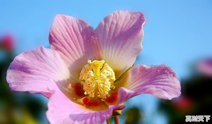 请大神帮忙作诗一首如何形容深秋的芙蓉 - 真时天下