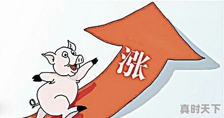 现在各地猪肉都什么价钱了 - 真时天下