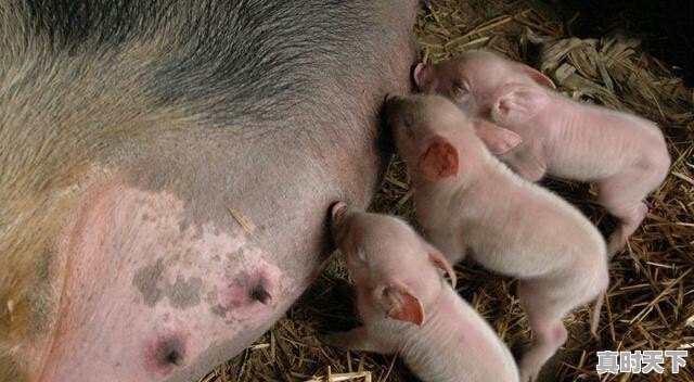 现在各地猪肉都什么价钱了 - 真时天下