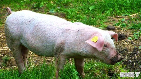 现在各地猪肉都什么价钱了 - 真时天下