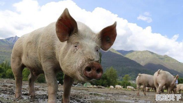 现在各地猪肉都什么价钱了 - 真时天下