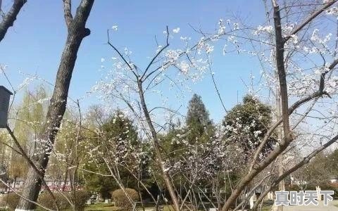 春风、春雨、春雪、春云、春光、春月、春花、春树、春景，究竟有多美 - 真时天下