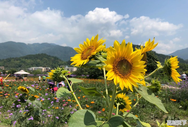 春风、春雨、春雪、春云、春光、春月、春花、春树、春景，究竟有多美 - 真时天下