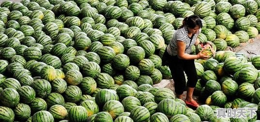 瓜农两毛钱一斤西瓜卖不出去，消费者却吃不起，到底谁在撒谎 - 真时天下