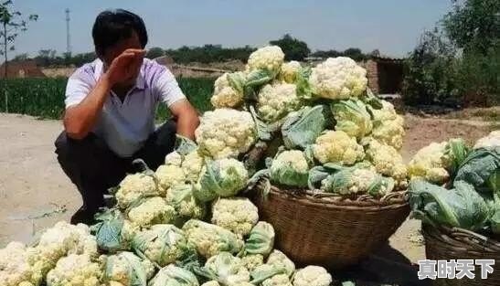 今日福建白菜价格 - 真时天下