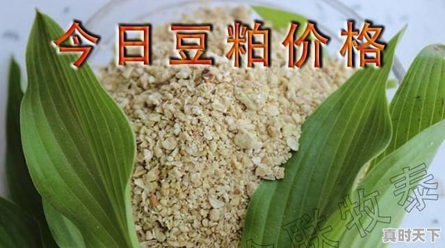 营口益海豆粕今日价格 - 真时天下