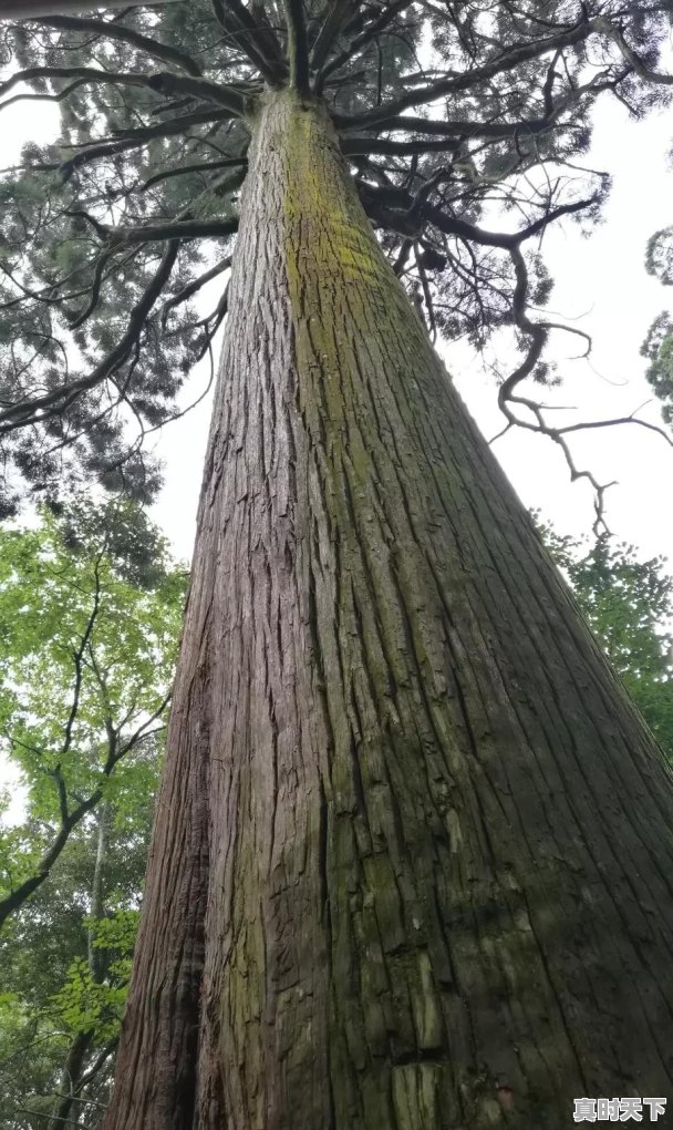 八月下旬有大约10天的假期，一家三口去哪儿旅行比较好，孩子七岁，可以自驾或租车 - 真时天下