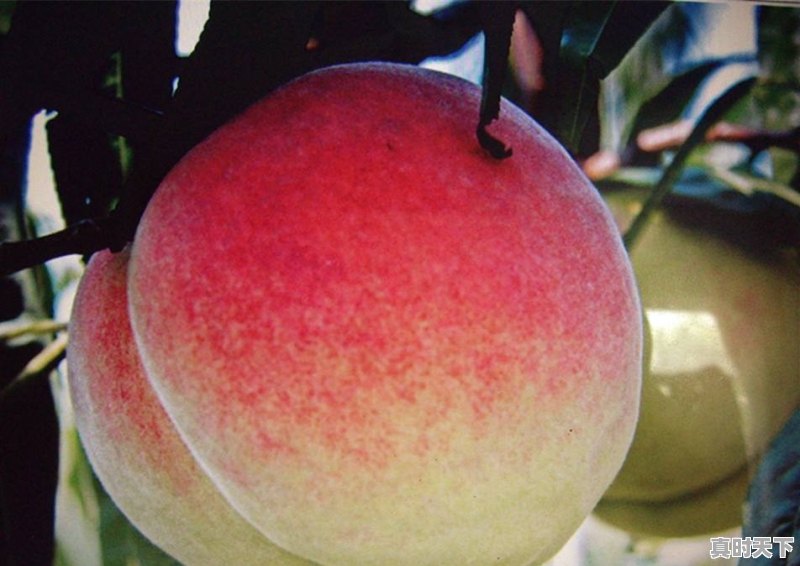 你的家乡，“昨天”的方言叫啥 - 真时天下