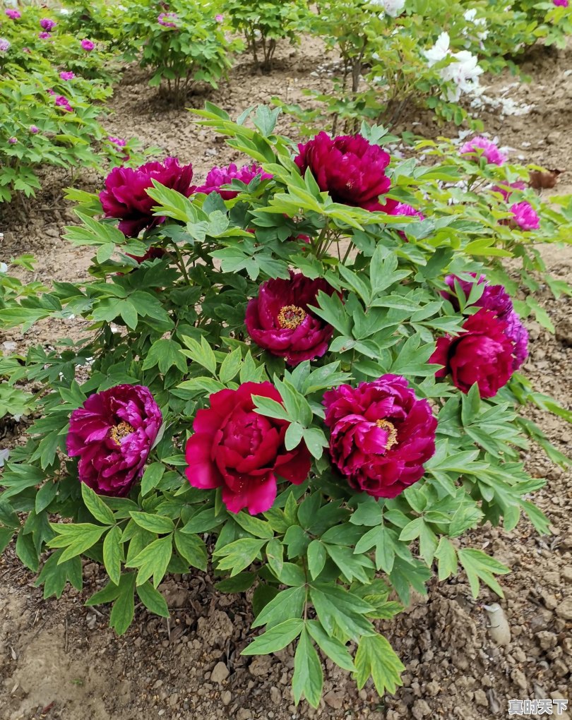 仪征天气24小时 - 真时天下