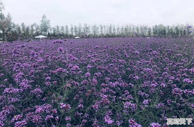 仪征天气24小时 - 真时天下