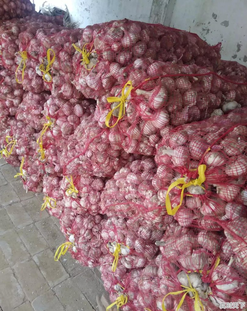 今日杞县芝麻价格最新行情 - 真时天下