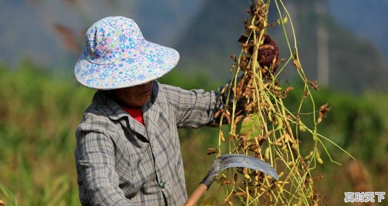 黄豆价格什么时候能降价 - 真时天下