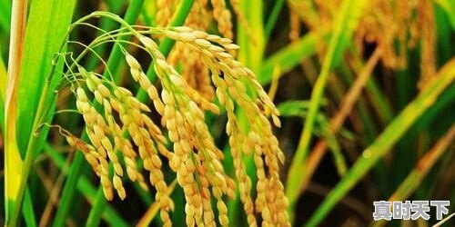 水稻价格已经1.50元/斤了，后市还会上涨吗 - 真时天下
