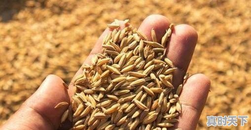 水稻价格已经1.50元/斤了，后市还会上涨吗 - 真时天下