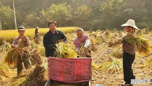 水稻价格已经1.50元/斤了，后市还会上涨吗 - 真时天下