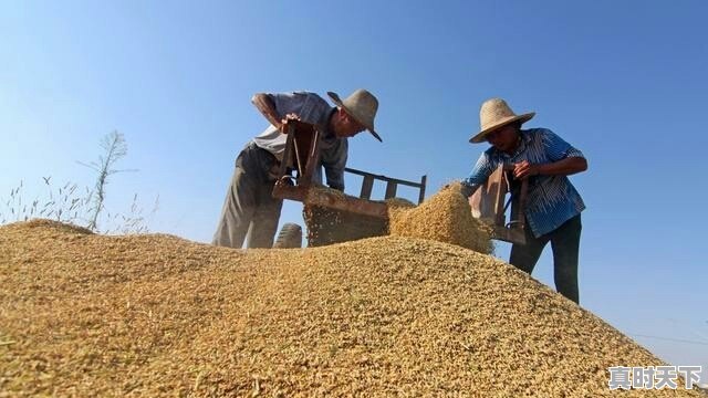 水稻价格已经1.50元/斤了，后市还会上涨吗 - 真时天下