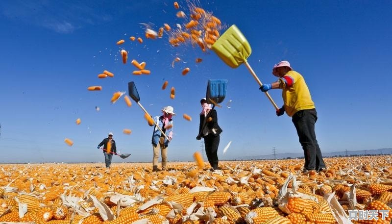 今天新玉米什么价格？今年价格走势如何 - 真时天下