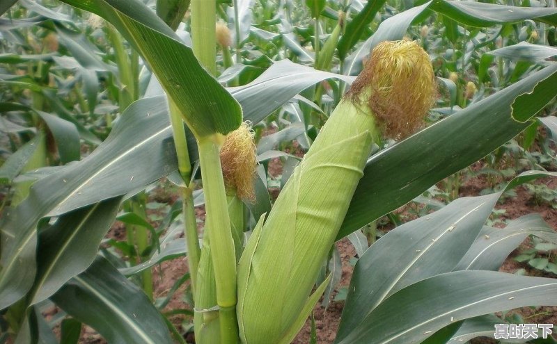 今天新玉米什么价格？今年价格走势如何 - 真时天下