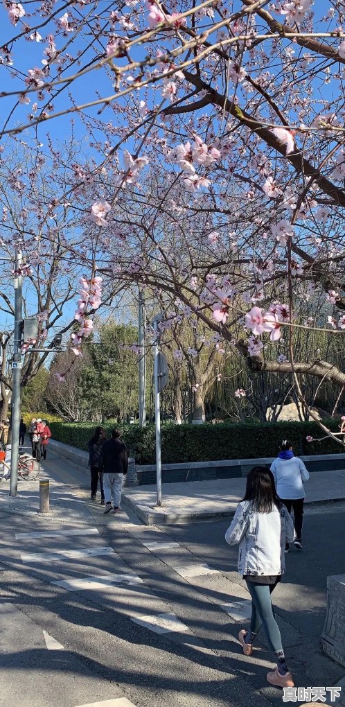 春天，那美丽花儿你拍了吗？有何分享，共欣共醉 - 真时天下